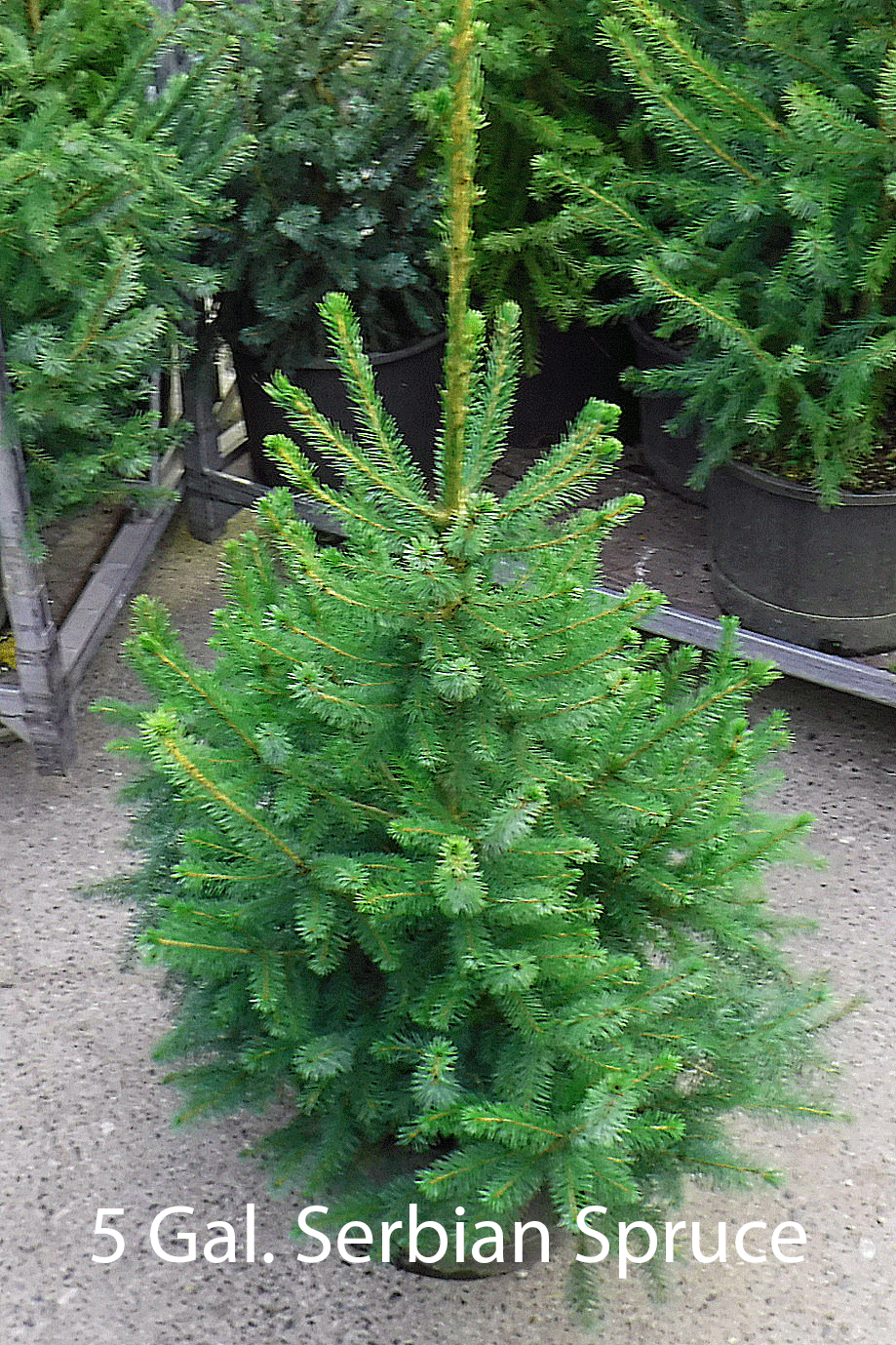 5 Gal. White Spruce