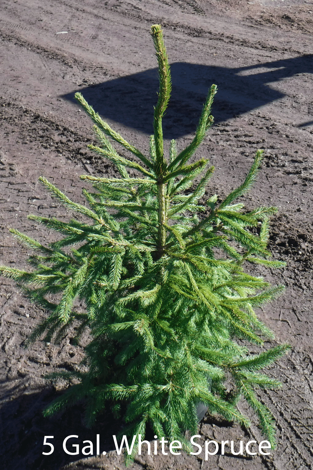 5 Gal. White Spruce