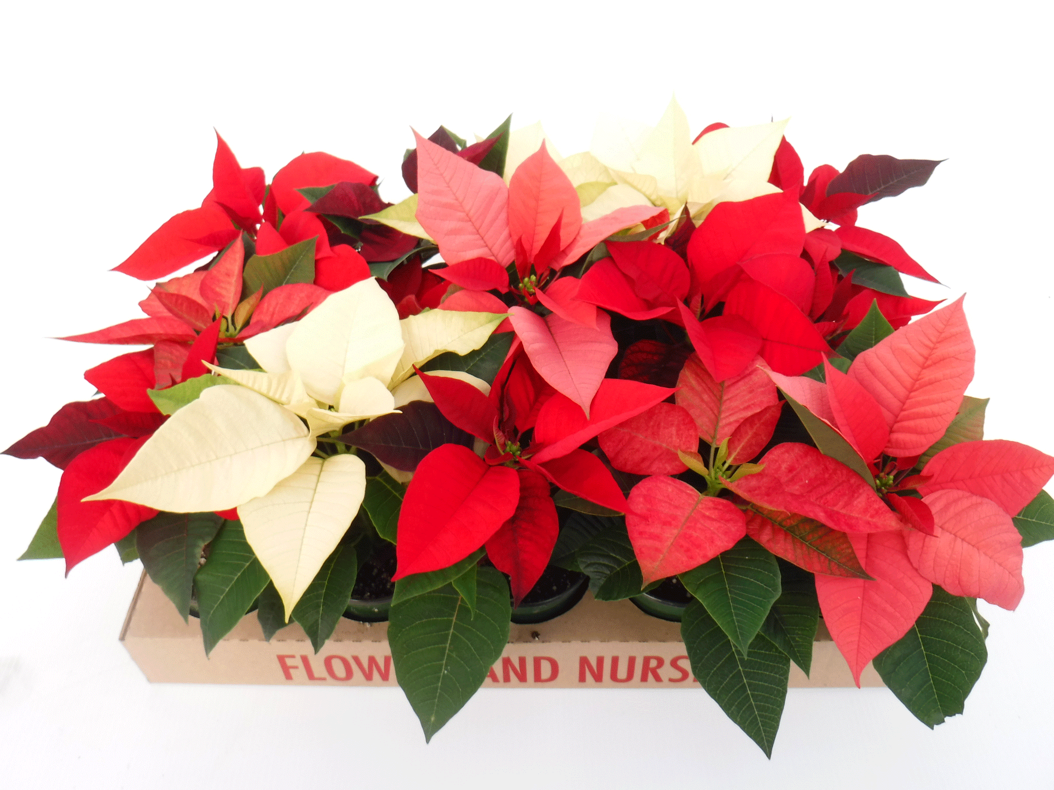 4" Single Stem Poinsettias assorted in a Box