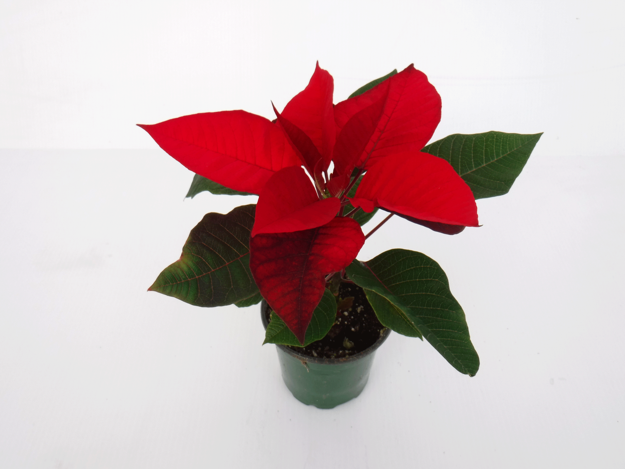 4" Single Stem Poinsettias assorted in a Box