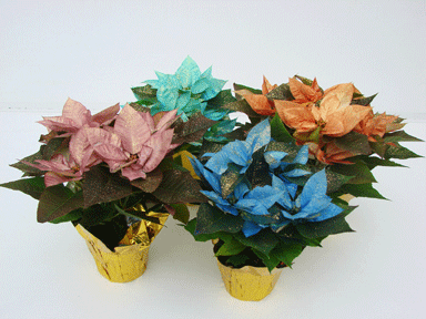 6" Fantasy Poinsettia's