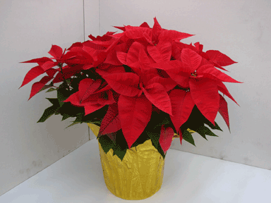 10" Red Poinsettia with Gold Potcover