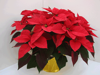 10" Red Poinsettia with Gold Potcover