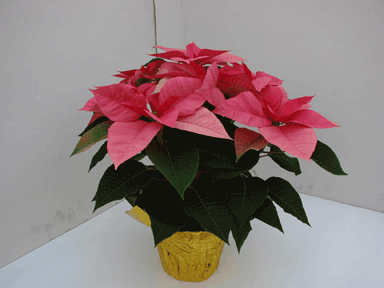 6" Pink Poinsettia with Gold pot Cover