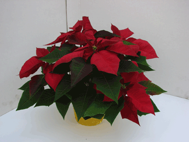 6" Burgundy Poinsettia with Gold pot Cover