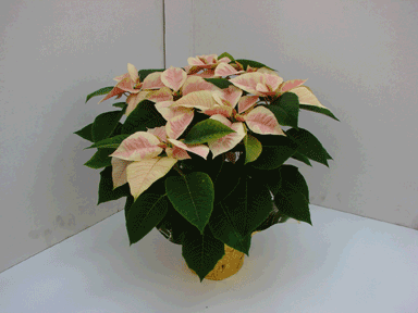 6" Marble Poinsettia with Gold pot Cover