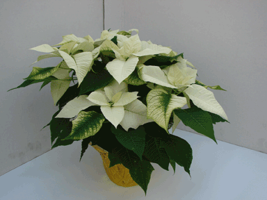 6" White Poinsettia with Gold pot Cover