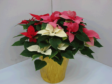 8" Tricolour Poinsettia with Gold Potcover