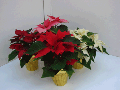 4" Pinched Assorted Poinsettias with Gold Pot Covers