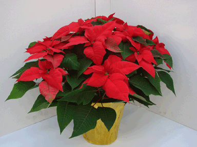 8" Red Poinsettia with Gold Potcover