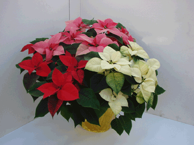 10" Tricolour Poinsettia with Gold Potcover