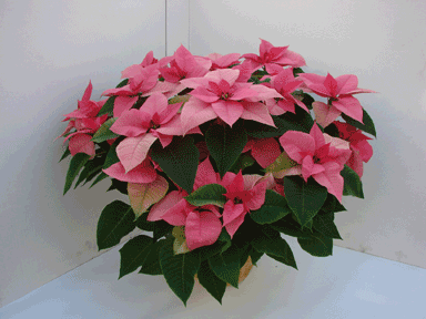 10" Pink Poinsettia with Gold Potcover