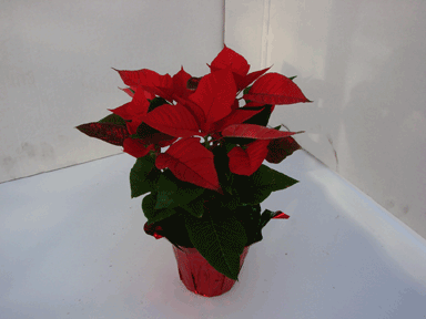 4" Red Poinsettia with Red Pot Cover