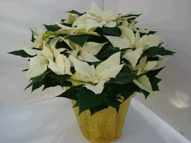10" White Poinsettia with Gold Potcover