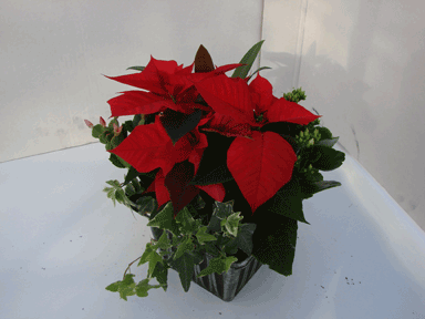 8" Mixed Poinsettia Planter