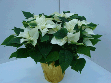 8" White Poinsettia with Gold Potcover