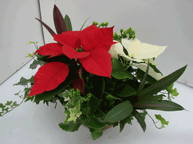 11" Poinsettia Mixed Planter