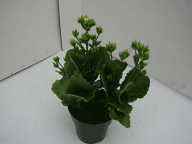 4" White Kalanchoe