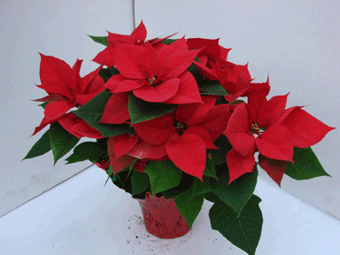 6" Red Poinsettia with Red Pot Cover