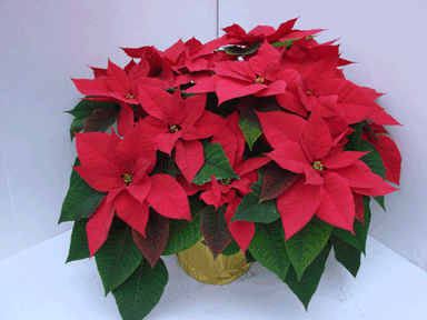 8" Red Poinsettia with Gold Potcover