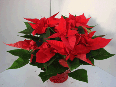 6" Red Poinsettia with Red Pot Cover