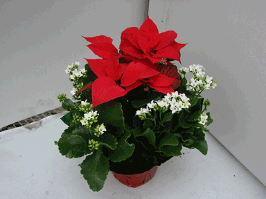 7" Kalsettia with Gold Potcover