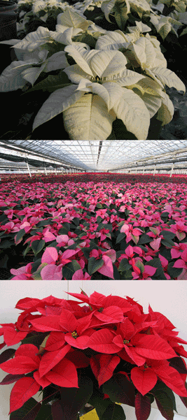 Poinsettias