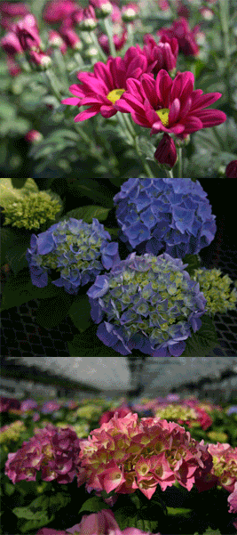 Mums and Hydrangeas